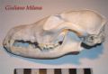 Vulpes vulpes